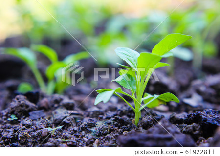 Chinese cabbage. vegetable garden cultivation and Chinese cabbage. vegetable garden cultivation and 61922811