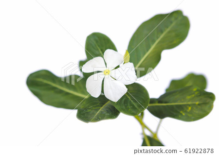 white flowers Isolated on a white background 61922878