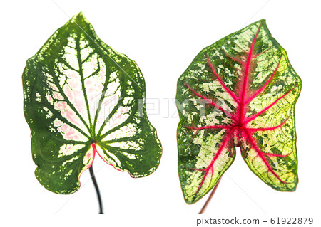 Caladium leaves Isolated on a white background Caladium leaves Isolated on a white background 61922879