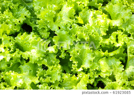 Close up of Fresh green lettuce in the garden. Close up of Fresh green lettuce in the garden. 61923085