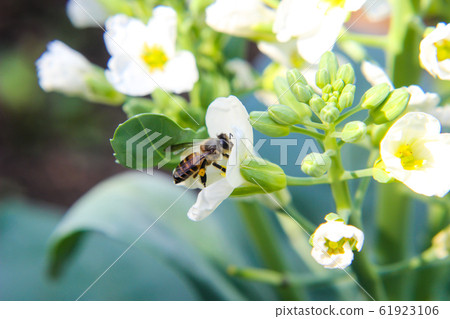 Close up of Chinese kale flowers in garden. nature 61923106