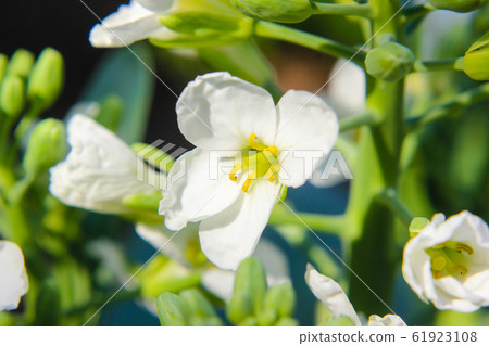Close up of Chinese kale flowers in garden. nature Close up of Chinese kale flowers in garden. nature 61923108
