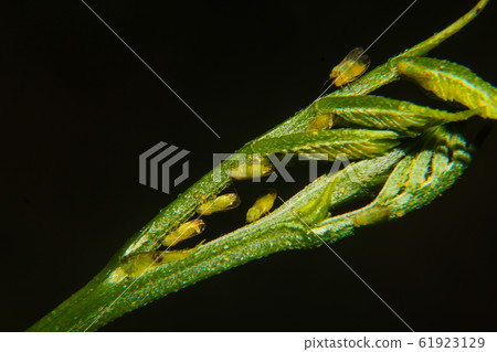 small aphid on a green leaf in the garden. Insect small aphid on a green leaf in the garden. Insect 61923129