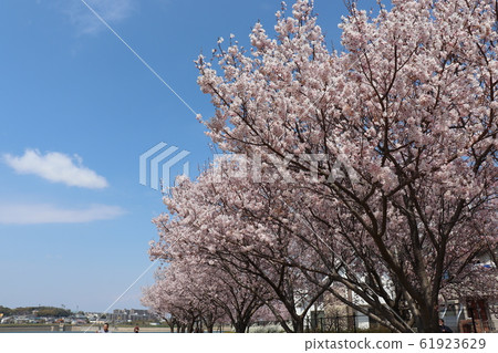 大阪Sa山市。佐山池塘春天風景 61923629