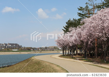 大阪Sa山市。佐山池塘春天風景 61923630