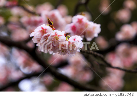 櫻花 櫻花 61923748