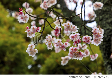 櫻花 櫻花 61923749