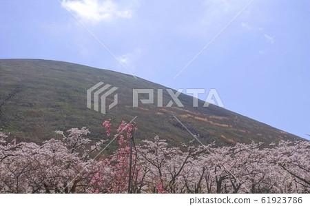 櫻花藍天大室山 61923786