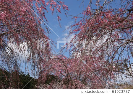 Sakura blue sky Omuroyama Sakura blue sky Omuroyama 61923787