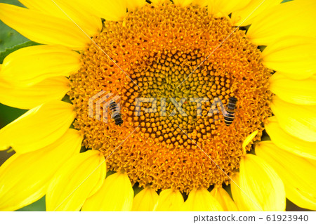 Summer sunflower bee 61923940