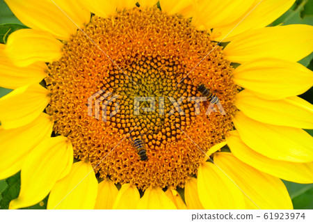 Summer sunflower bee 61923974