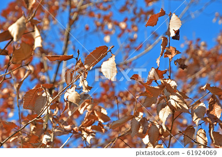 Tree: Coniferous Fagaceae 61924069