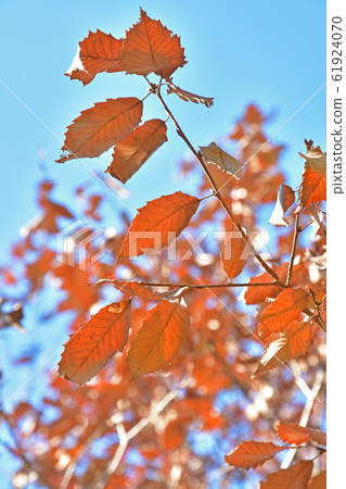 Tree: Coniferous Fagaceae 61924070