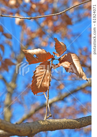 Tree: Coniferous Fagaceae 61924071