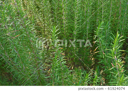 樹：迷迭香 61924074