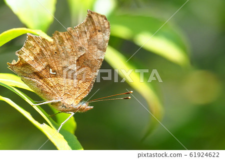 黃鉤蛺蝶 黃鉤蛺蝶 61924622