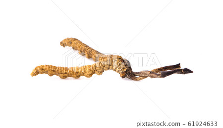 Cordycep sinensis herbs (Chong cao) Viagra. An 61924633