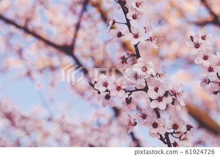 Beautiful flowering branch with pink blossoms. Beautiful flowering branch with pink blossoms. 61924726
