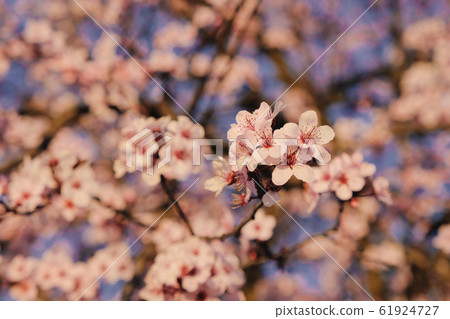 Beautiful flowering branch with pink blossoms at sunset. Beautiful flowering branch with pink blossoms at sunset. 61924727