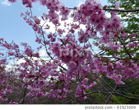 Sakura dark pink 61925009