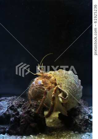 Ishidami hermit crab Ishidami hermit crab 61925236