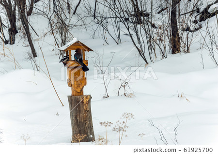 bird, birds, arrived 61925700