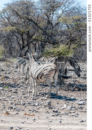 Zebras in Etosha National Park. Zebras in Etosha National Park. 61925705