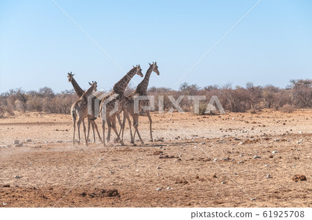 A group of Giraffes gathering near a waterhole in Etosha National Park. A group of Giraffes gathering near a waterhole in Etosha National Park. 61925708