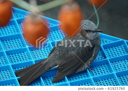 Bulbul, 2020, Dried persimmons, cloudy weather, eaves, January 61925760