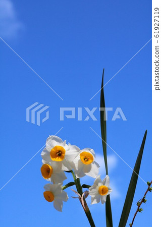 Narcissus '' and blue sky Narcissus '' and blue sky 61927119