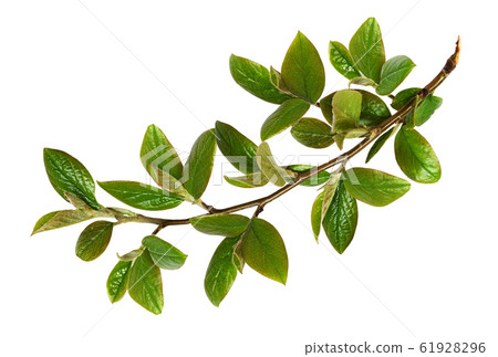 Twig with green leaves 61928296