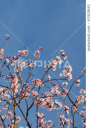 Pink flowers in bloom, springtime. Spring floral background. 61928641