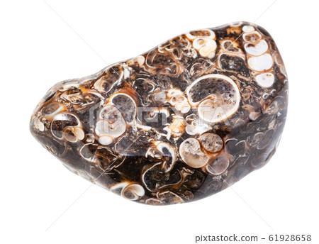 turritella agate gem stone isolated on white turritella agate gem stone isolated on white 61928658