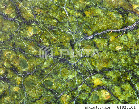 texture of polished natural serpentinite rock 61929101