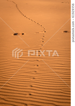Footprints in the sand, Sahara, Merzouga, Morocco 61929356
