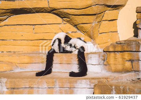 two black and white vari monkey playing on a rock. Lemurs vari have fun actively relax in sunny weather. Black and white. Wari, varecia two black and white vari monkey playing on a rock. Lemurs vari have fun actively relax in sunny weather. Black and white. Wari, varecia 61929437