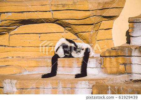 two black and white vari monkey playing on a rock. Lemurs vari have fun actively relax in sunny weather. Black and white. Wari, varecia two black and white vari monkey playing on a rock. Lemurs vari have fun actively relax in sunny weather. Black and white. Wari, varecia 61929439