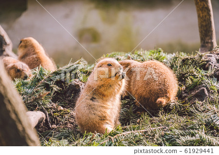 Closeup of an alpine marmot eating. Adult Brown Alpine Marmot Close Up. Marmota Marmota. alpine marmot and eats with the paws. Many squirrel rodents eat food Closeup of an alpine marmot eating. Adult Brown Alpine Marmot Close Up. Marmota Marmota. alpine marmot and eats with the paws. Many squirrel rodents eat food 61929441