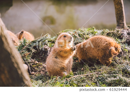 Closeup of an alpine marmot eating. Adult Brown Alpine Marmot Close Up. Marmota Marmota. alpine marmot and eats with the paws. Many squirrel rodents eat food Closeup of an alpine marmot eating. Adult Brown Alpine Marmot Close Up. Marmota Marmota. alpine marmot and eats with the paws. Many squirrel rodents eat food 61929444