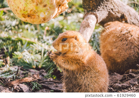Closeup of an alpine marmot eating. Adult Brown Alpine Marmot Close Up. Marmota Marmota. alpine marmot and eats with the paws. Many squirrel rodents eat food 61929460