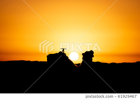 Camel silhouette at sunrise in Sahara, Merzouga, Morocco 61929467