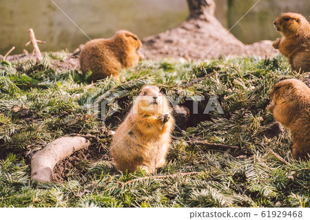 Closeup of an alpine marmot eating. Adult Brown Alpine Marmot Close Up. Marmota Marmota. alpine marmot and eats with the paws. Many squirrel rodents eat food Closeup of an alpine marmot eating. Adult Brown Alpine Marmot Close Up. Marmota Marmota. alpine marmot and eats with the paws. Many squirrel rodents eat food 61929468