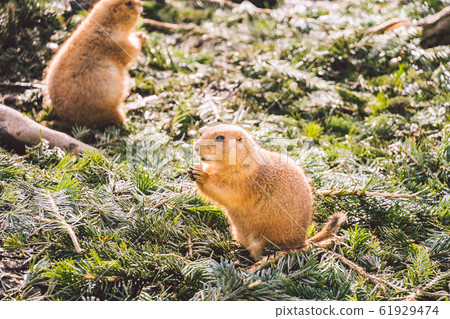 Closeup of an alpine marmot eating. Adult Brown Alpine Marmot Close Up. Marmota Marmota. alpine marmot and eats with the paws. Many squirrel rodents eat food Closeup of an alpine marmot eating. Adult Brown Alpine Marmot Close Up. Marmota Marmota. alpine marmot and eats with the paws. Many squirrel rodents eat food 61929474