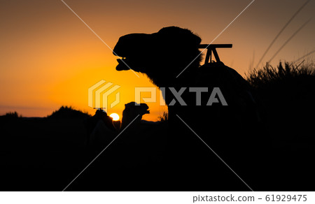 Camel silhouettes at sunrise in Sahara, Merzouga, Morocco 61929475