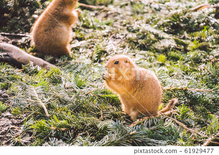 Closeup of an alpine marmot eating. Adult Brown Alpine Marmot Close Up. Marmota Marmota. alpine marmot and eats with the paws. Many squirrel rodents eat food Closeup of an alpine marmot eating. Adult Brown Alpine Marmot Close Up. Marmota Marmota. alpine marmot and eats with the paws. Many squirrel rodents eat food 61929477