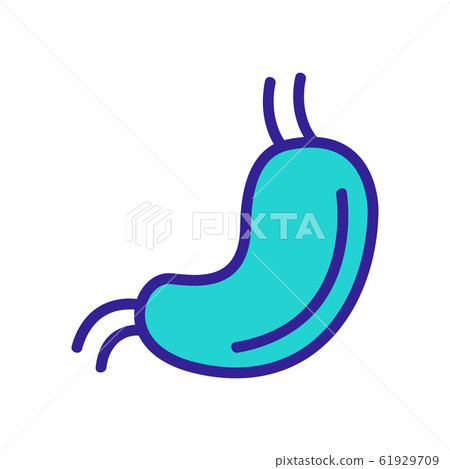Stomach body icon vector. Isolated contour symbol illustration 61929709