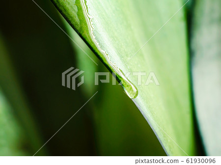 drop of dew on a green leaf of a plant close up 61930096