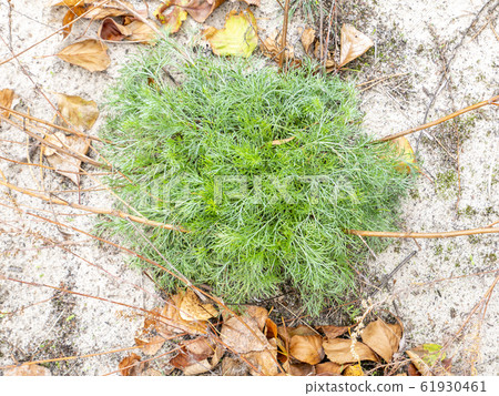 Green plant bush on desert sand. Green plant bush on desert sand. 61930461