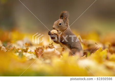 Little red squirrel eating a walnut among the dry autumn leaves Little red squirrel eating a walnut among the dry autumn leaves 61930566