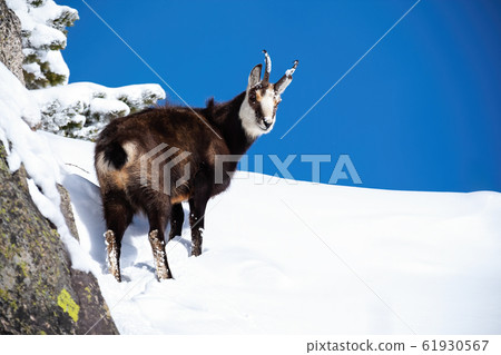 Cute smiling tatra chamois with fluffy coat going up the snowy hill Cute smiling tatra chamois with fluffy coat going up the snowy hill 61930567